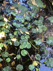 Nymphoides thunbergiana