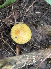 Pholiota lucifera