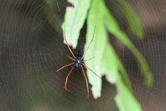 Nephila kuhli