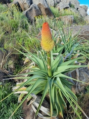 Kniphofia