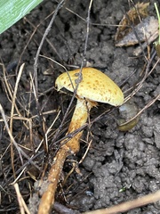 Pholiota lucifera