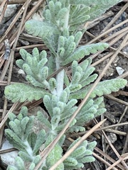 Teucrium