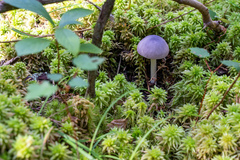 Entoloma indigoferum