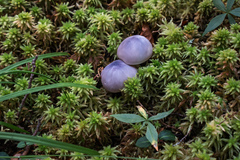 Entoloma indigoferum