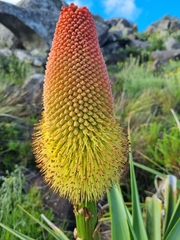 Kniphofia