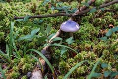 Entoloma indigoferum