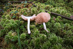 Entoloma indigoferum