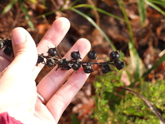 Dasistoma macrophylla