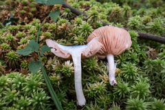 Entoloma indigoferum