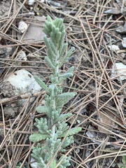 Teucrium