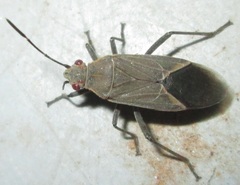Boisea fulcrata fulcrata