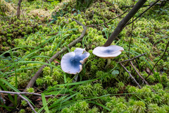 Entoloma indigoferum