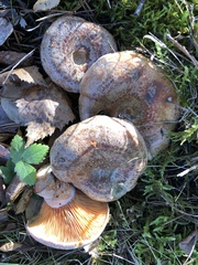 Lactarius quieticolor