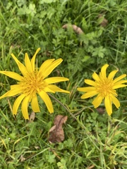 Tragopogon orientalis