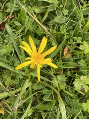 Tragopogon orientalis