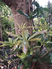 Brabejum stellatifolium