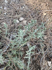 Teucrium