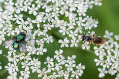 Andrena chrysosceles