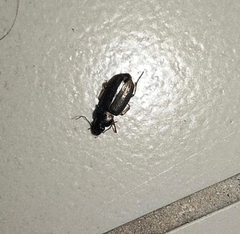 Selenophorus
