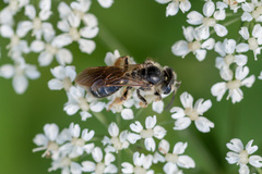 Andrena chrysosceles