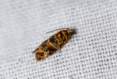 Lobesia botrana