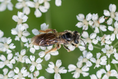 Andrena chrysosceles