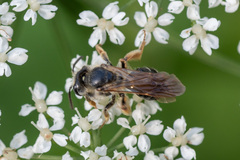 Andrena chrysosceles