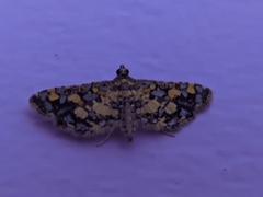 Eurrhyparodes tricoloralis