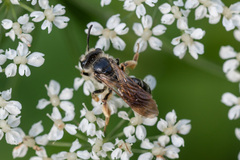 Andrena chrysosceles