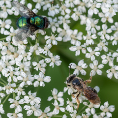 Andrena chrysosceles