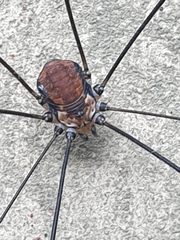 Leiobunum limbatum