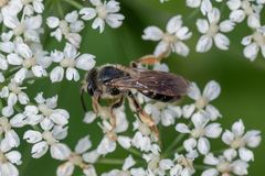 Andrena chrysosceles