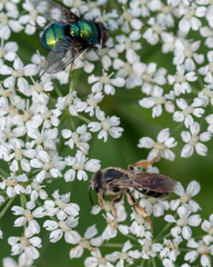 Andrena chrysosceles