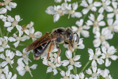 Andrena chrysosceles