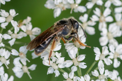 Andrena chrysosceles