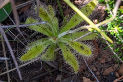 Drosera hilaris