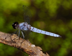 Brachydiplax duivenbodei