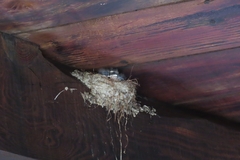 Ptyonoprogne fuligula