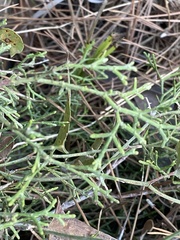 Cupressus
