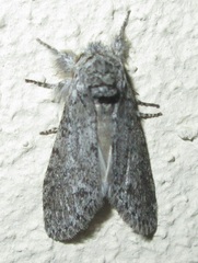 Desmeocraera basalis