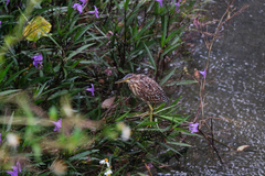 Ixobrychus eurhythmus