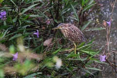 Ixobrychus eurhythmus