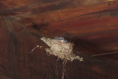 Ptyonoprogne fuligula