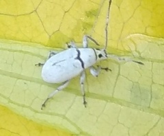 Myllocerina