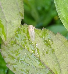 Cicadellidae