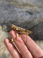 Rhammatocerus viatorius