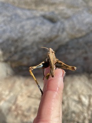 Rhammatocerus viatorius