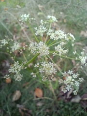 Meum athamanticum