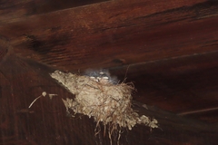 Ptyonoprogne fuligula