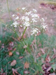 Meum athamanticum